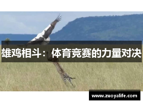 雄鸡相斗：体育竞赛的力量对决